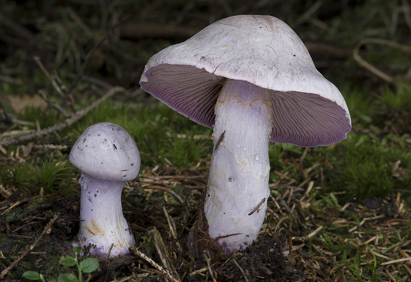 Cortinarius camphoratus